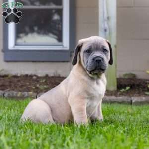 Ivanka, Cane Corso Puppy